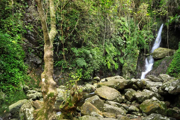 Verborgen regenwoud waterval met weelderig loof en mossy rotsen — Stockfoto