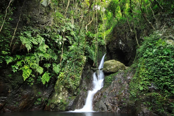 Cachoeira floresta tropical escondida com folhagem exuberante e pedras musgosas — Fotografia de Stock