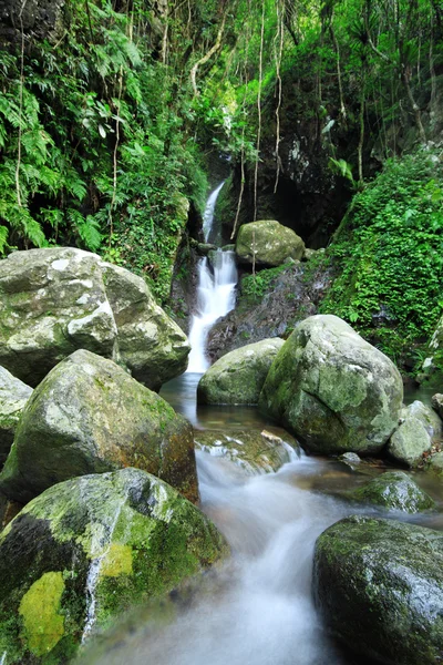 Wodospad przedostający się do stawu w lesie deszczowym — Zdjęcie stockowe