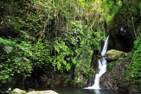 Cascada que se abre camino en un estanque en la selva tropical — Foto de Stock