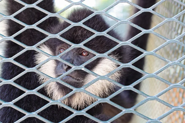 Close-up of a Hooded Capuchin Monkey contemplating life behind b — Stock Photo, Image