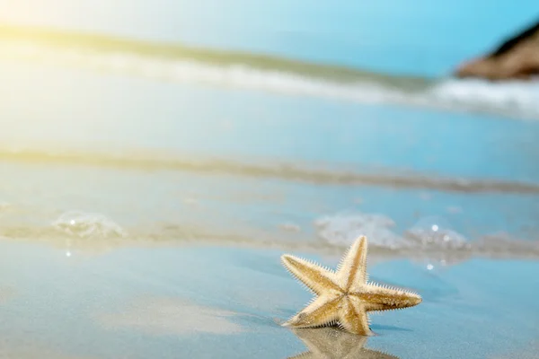 Hvězdice na pláži. letní čas — Stock fotografie