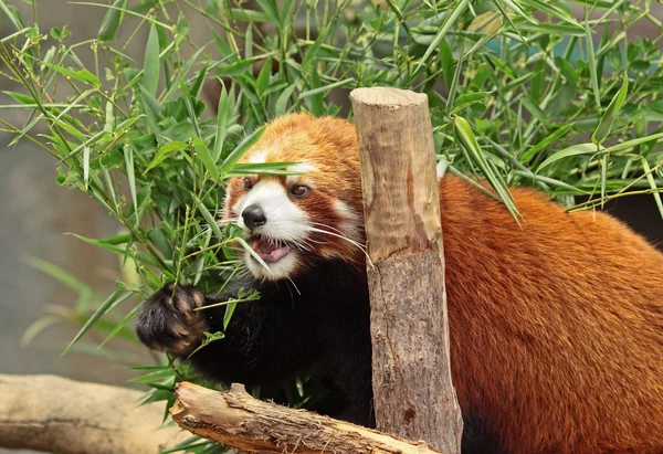 Red Panda — Stock Photo, Image