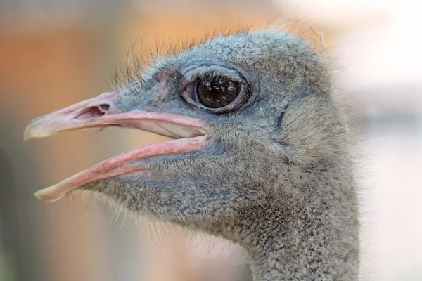 stock image Ostrich portrait in the farm, close up, background