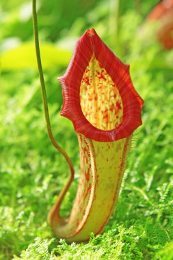 Nepenthe tropical carnivore plant clipart