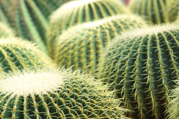 Il cactus di stile di sfericità cresce in sabbia — Foto Stock
