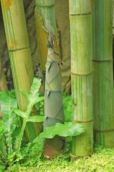 Bambussprossen im Regenwald — Stockfoto