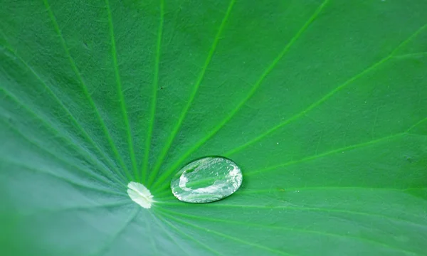 stock image Green Lotus leaf with water drop as background