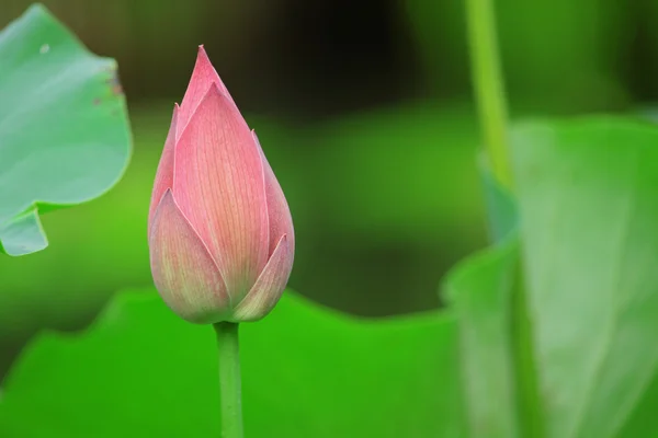 Hindu Lotus — Stock Photo, Image