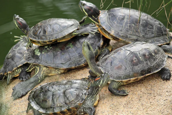 stock image Tortoise sitting on stone