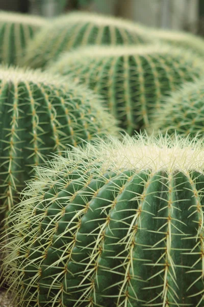Il cactus di stile di sfericità cresce in sabbia — Foto Stock