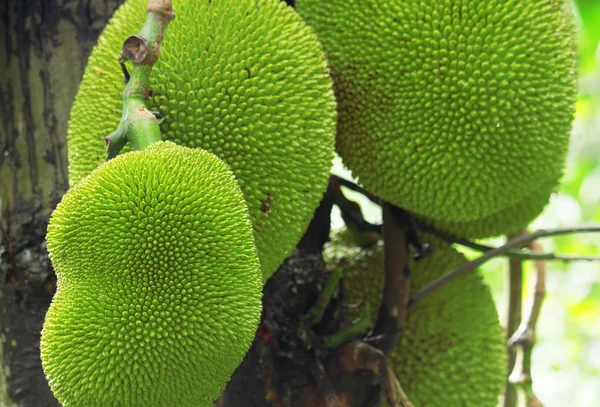 stock image Tropical jackfruit