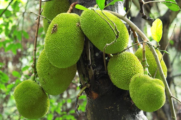 Tropical jackfruit — Stock Photo, Image