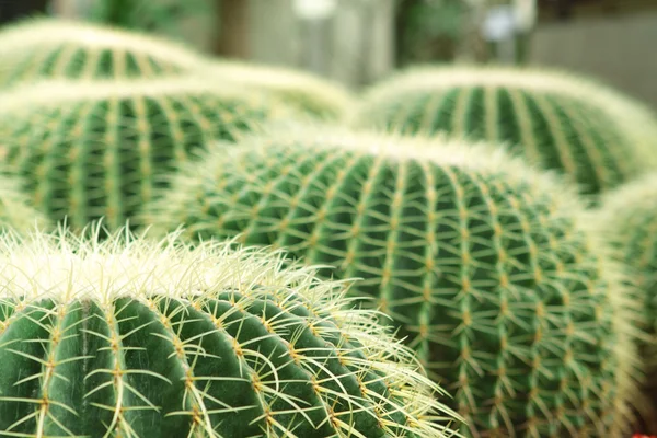 Kaktus kulovitého stylu roste v písku — Stock fotografie