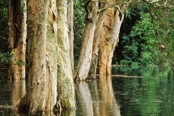 Δέντρο στο νερό — Φωτογραφία Αρχείου