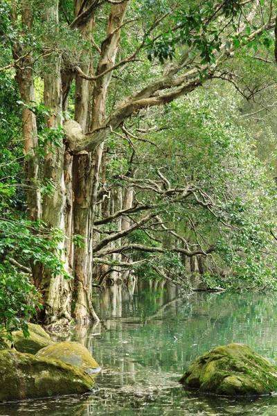 在水中的树 — 图库照片