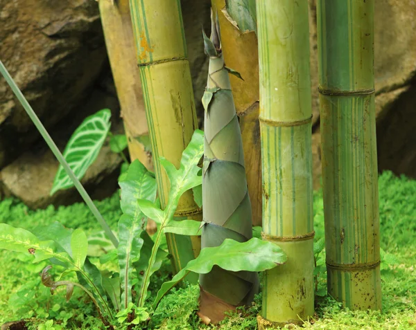Sparatoria di bambù nella foresta pluviale — Foto Stock