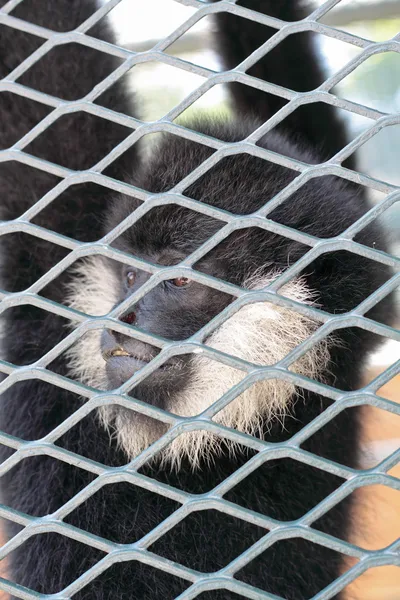 Nahaufnahme eines Kapuzen-Kapuzenaffen, der über das Leben hinter dem Gitter nachdenkt — Stockfoto