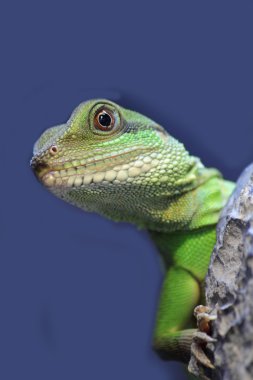 Iguana