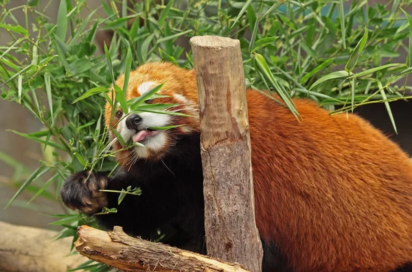 Rode panda — Stockfoto