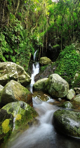 Versteckter Regenwald-Wasserfall mit üppigem Laub und bemoosten Felsen — Stockfoto