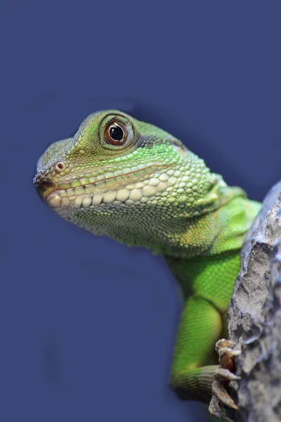 stock image Iguana