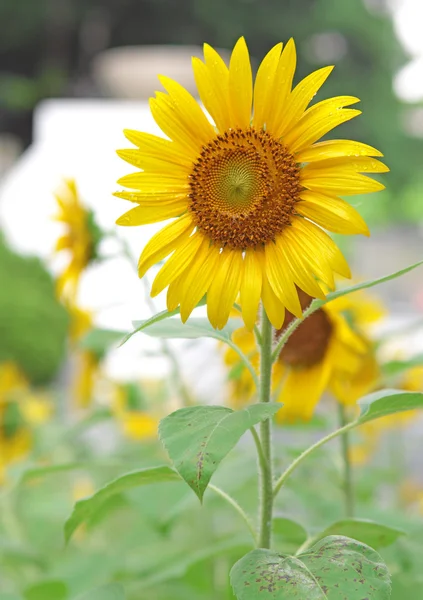 Sunflower — Stock Photo, Image