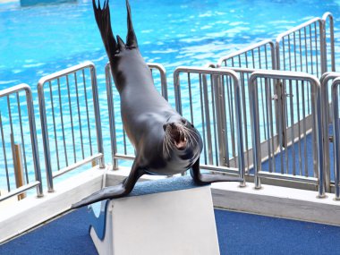 Sea lion basking in the sun clipart