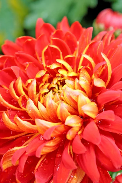 Red flower background — Stock Photo, Image