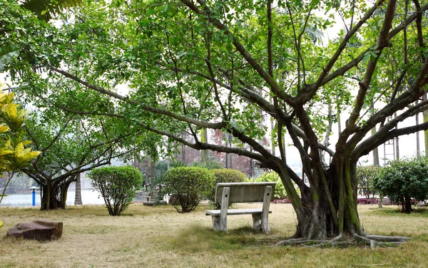 木の下にベンチ — ストック写真