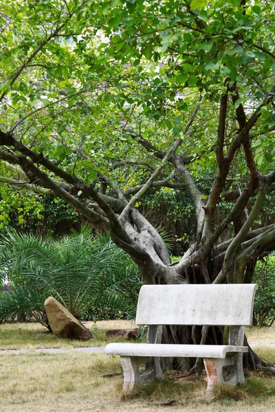 Скамейка под деревом — стоковое фото