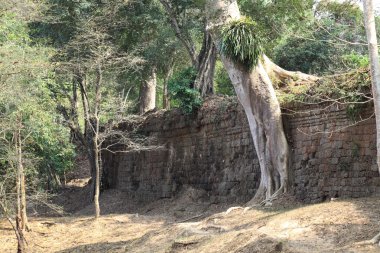 angkor wat Harabeleri üzerinde kökleri