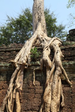 angkor wat Harabeleri üzerinde kökleri