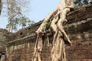 angkor wat Harabeleri üzerinde kökleri