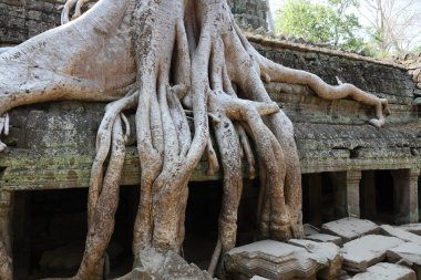 Roots over Angkor Wat ruins clipart