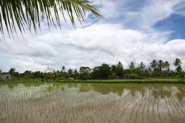 Rice terrace clipart