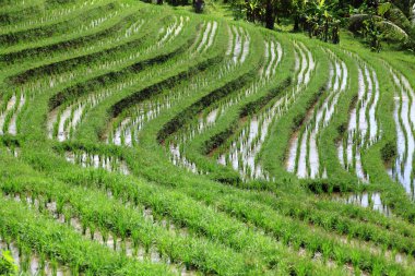 Rice terrace clipart