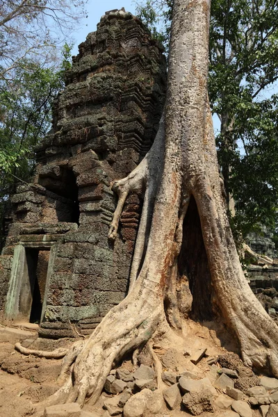 Radici sulle rovine di Angkor Wat — Foto Stock