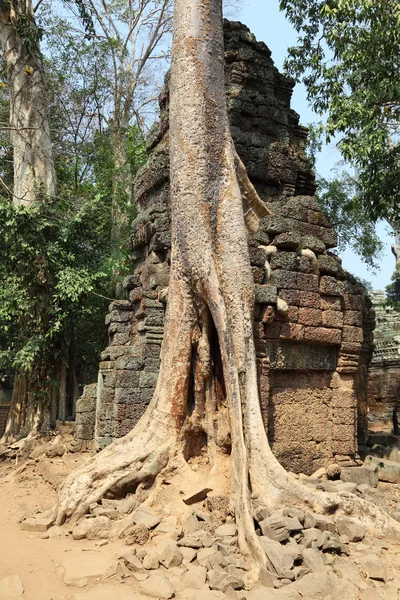 Roots over Angkor Wat ruins — Stock Photo, Image