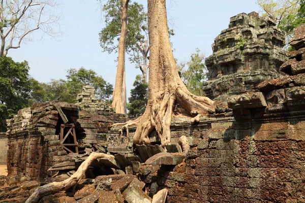Raízes sobre Angkor Wat ruínas — Fotografia de Stock