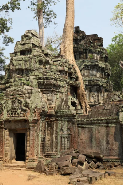 Οι ρίζες πάνω στα ερείπια του angkor wat — Φωτογραφία Αρχείου