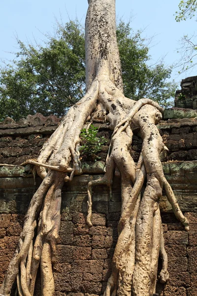 Akar di atas Angkor Wat reruntuhan — Stok Foto