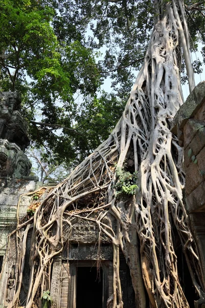 Akar di atas Angkor Wat reruntuhan — Stok Foto