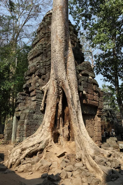 Angkor wat Harabeleri üzerinde kökleri — Stok fotoğraf