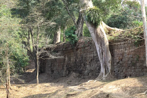 Roots over Angkor Wat ruins Royalty Free Stock Photos