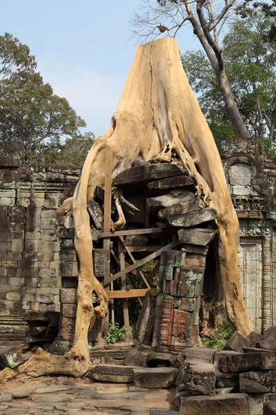 Коріння над руїнами Ангкор-Ват Ліцензійні Стокові Зображення