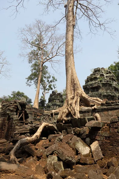 Radici sulle rovine di Angkor Wat Immagine Stock