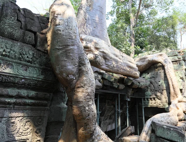 Raízes sobre Angkor Wat ruínas Imagem De Stock