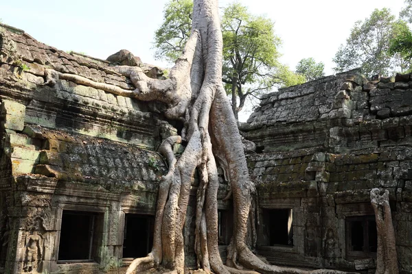 Raízes sobre Angkor Wat ruínas Fotografias De Stock Royalty-Free