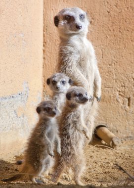 Mother and Baby Meerkats clipart